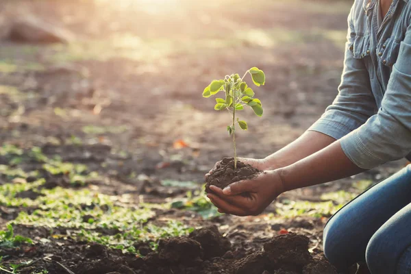 朝の光に若い木を植える手。エココンセプト — ストック写真