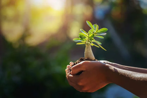 Hand hält kleinen Baum im Morgenlicht. Konzept rettet die Welt — Stockfoto