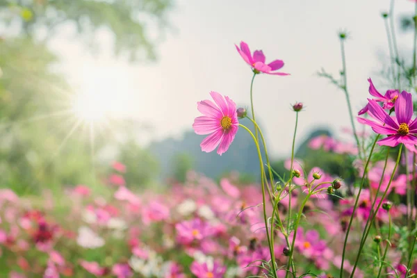 Cosmos flower blooming in garden with sunshine — Stock Photo, Image