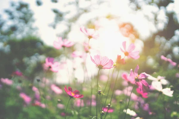 Cosmos flower blooming in garden with sunshine — Stock Photo, Image