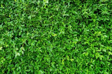 yeşil yaprak arkaplan dokusu