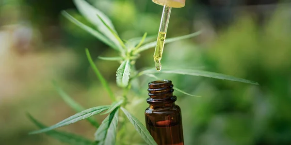 hemp oil dropper in bottle with cannabis tree background