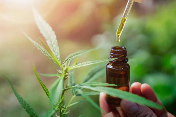 Hanföl-Tropfer in Flasche mit Cannabisbaum-Hintergrund — Stockfoto