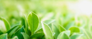 bulanık ve gün ışığı arkaplanı üzerine seçici odak yeşil yaprak