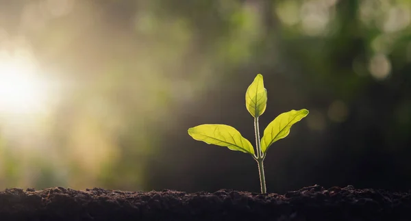 Small tree growing in garden with morning light. concept eco and — 스톡 사진