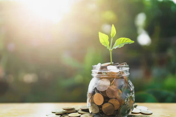 Concept saving growing money. plant on jug glass with money stac — Stock Photo, Image