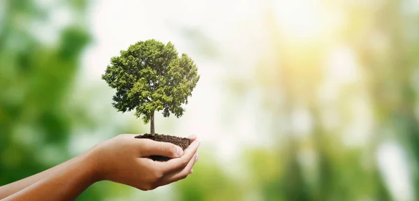 Woman hand holding tree on blur green nature background. concept — 스톡 사진