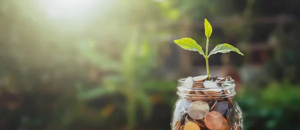 Concept saving growing money. plant on jug glass with money stac — Stock Photo, Image