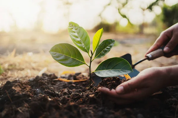 Plantera träd i trädgården. koncept rädda världen grön jord — Stockfoto