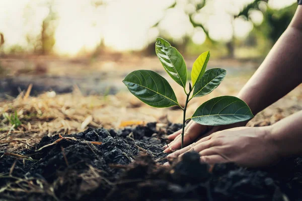 Výsadba stromů na zahradě. koncept zachránit svět zelená země — Stock fotografie