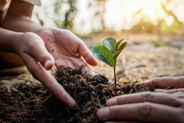 Baum im Garten pflanzen. Konzept rettet die grüne Welt — Stockfoto