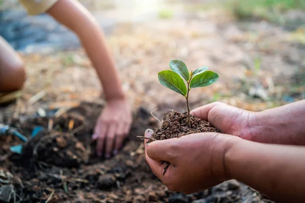 Plantando árvore no jardim. conceito salvar mundo terra verde — Fotografia de Stock