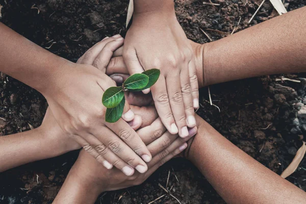 Árvore de proteção de mão no conceito de jardim salvar a terra — Fotografia de Stock