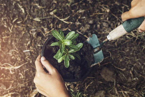 Plantando árvore no jardim. conceito salvar mundo terra verde — Fotografia de Stock