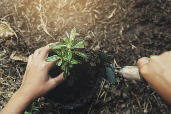 Plantar a mão árvore no solo com pôr do sol no jardim — Fotografia de Stock
