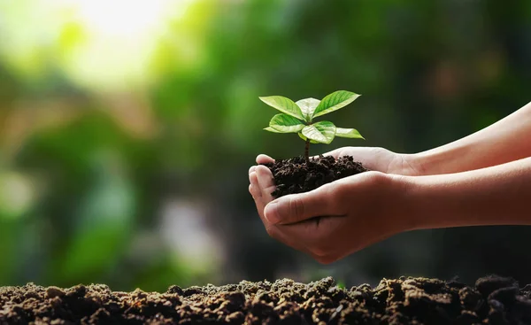 Hand in Hand junge Baumpflanzungen im Gartenkonzept retten die Welt — Stockfoto
