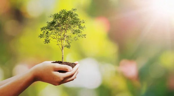 Hand halten großen Baum wächst auf grünem Hintergrund. Tag der Öko-Erde — Stockfoto