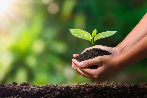 Hand Hält Junge Pflanze Mit Sonnenlicht Konzept Eco Earth Day — Stockfoto