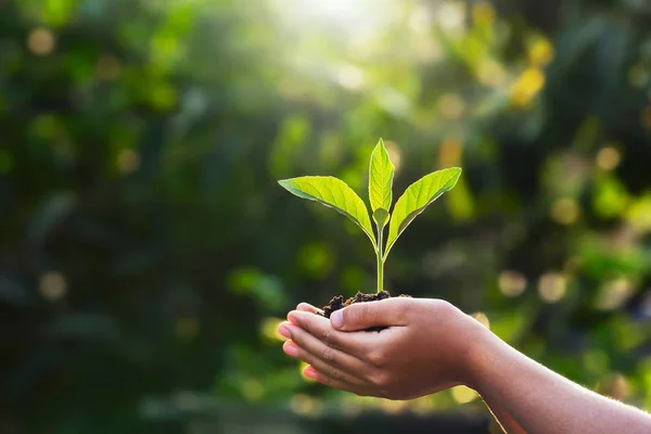 Hand Kinder Halten Junge Pflanze Mit Sonnenlicht Auf Grünem Naturhintergrund — Stockfoto