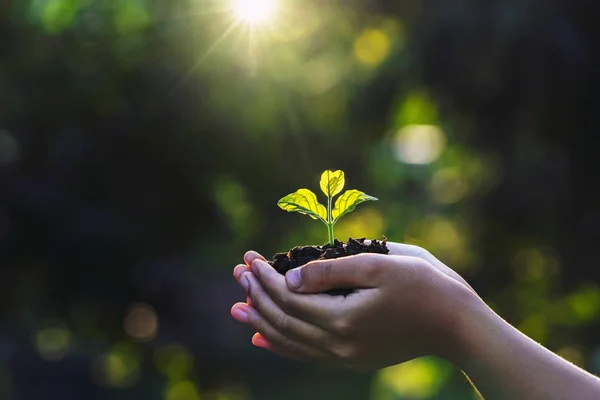 Hand Kinder Halten Junge Pflanze Mit Sonnenlicht Auf Grünem Naturhintergrund — Stockfoto