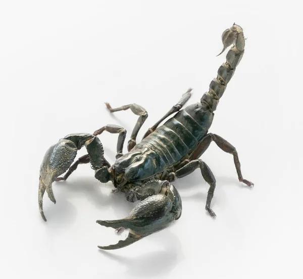 Isolat Scorpion Sur Fond Blanc — Photo