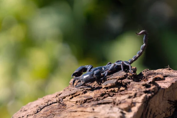 Scorpion Sur Fond Vert Flou Bois — Photo