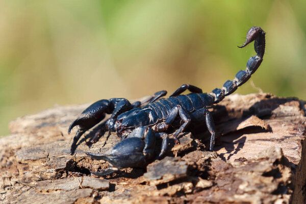 Scorpion on wood blur green background
