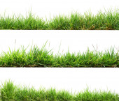zelené trávě izolovat na bílém pozadí