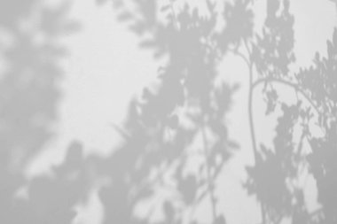 Beyaz duvar arkaplanındaki yaprağın gölgesi