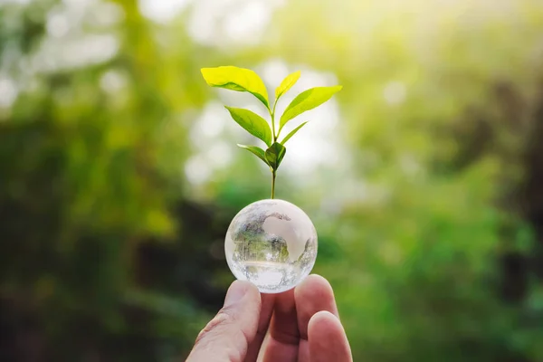 hand holding globe glass and tree growing green nature background. environment eco day concept