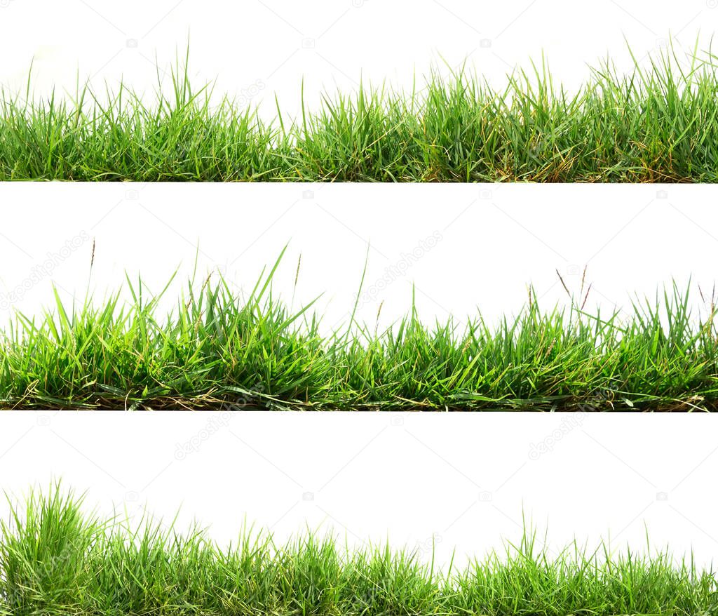 green grass isolate on white background