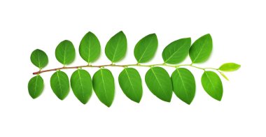 yeşil yaprak beyaz arkaplanda izole