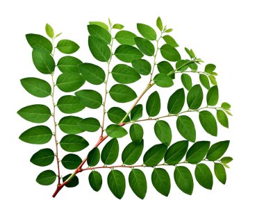 yeşil yaprak beyaz arkaplanda izole