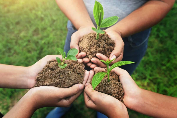 Trzy Ręce Trzymające Młode Rośliny Stojące Grupy Pielęgnacja Koncepcja Środowiskowa — Zdjęcie stockowe