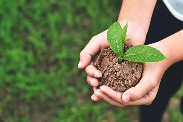 緑の草の背景に若い植物を持つ子供たちの手を閉じてください Earth Dayのコンセプト — ストック写真