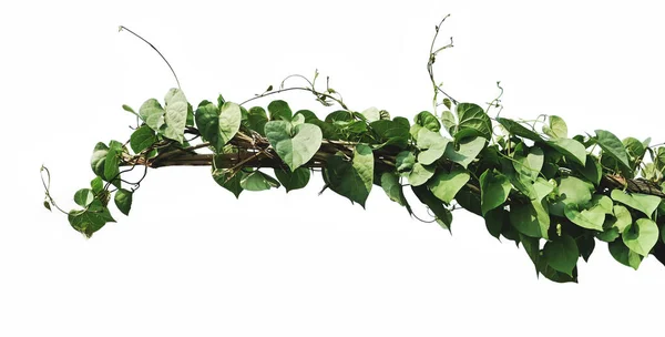 Zöld Levél Borostyán Növény Izolátum Fehér Alapon — Stock Fotó