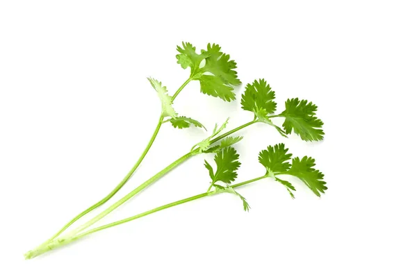 Manojo Fresco Hoja Cilantro Aislado Sobre Fondo Blanco — Foto de Stock