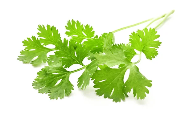 Manojo Hoja Cilantro Aislado Sobre Fondo Blanco — Foto de Stock