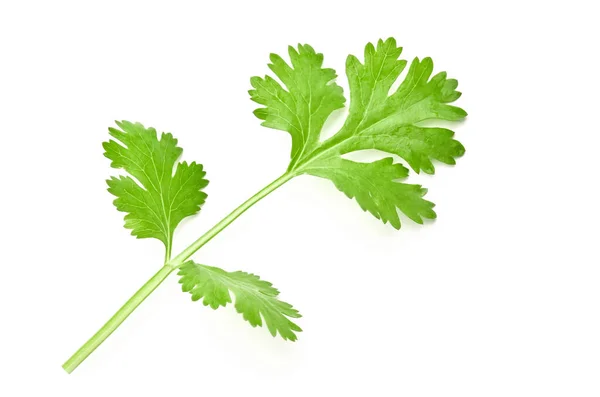 Fresh Green Leaf Coriander Isolate White Background — Stock Photo, Image