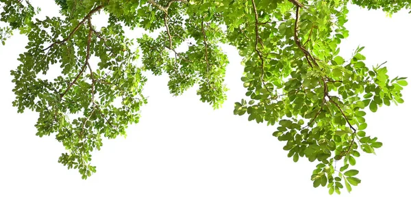 Grüne Blatt Auf Baum Isolieren Weißen Hintergrund — Stockfoto