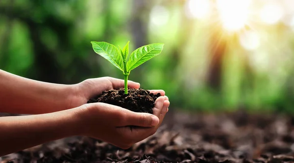 Hand Hålla Små Träd För Plantering Skogen Koncept Grön Värld — Stockfoto