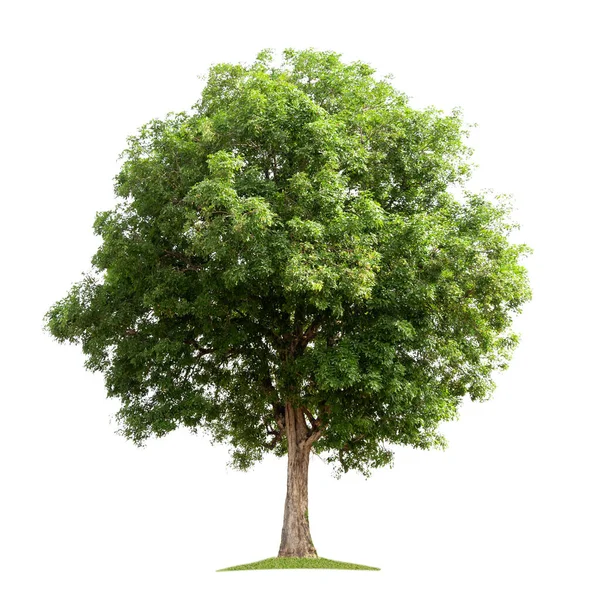 Grande Albero Isolato Sfondo Bianco — Foto Stock