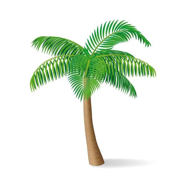 Tropische palm tree. Isolatef vectorillustratie. — Stockvector