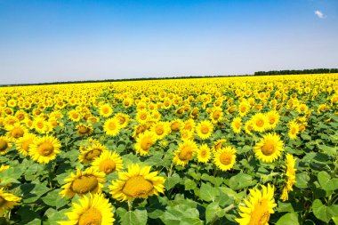 Ayçiçeği tarlası