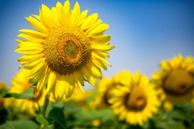 Ayçiçeği tarlası