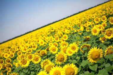 Ayçiçeği tarlası