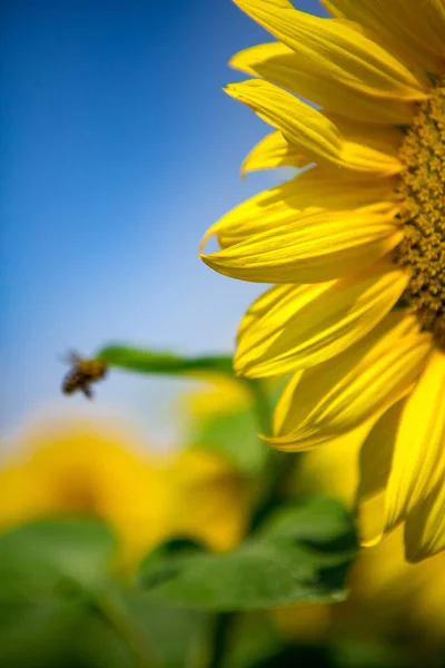 Solrosfält Stockbild