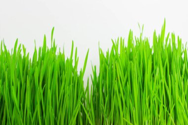 Beyaz arka planda izole edilmiş taze yeşil çimen