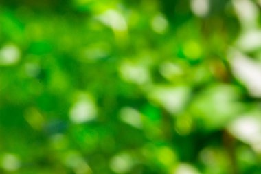 doğal soyut bahar arka plan