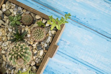 Mavi bir arka plan üzerinde bir ahşap kutu bitkilerde